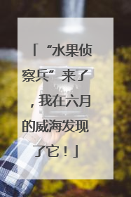 “水果侦察兵”来了，我在六月的威海发现了它！