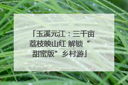 玉溪元江：三千亩荔枝映山红 解锁“甜蜜版”乡村游