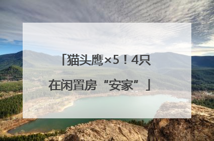 猫头鹰×5！4只在闲置房“安家”