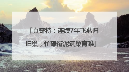 真奇特：连续7年飞燕归旧巢，忙碌衔泥筑巢育雏