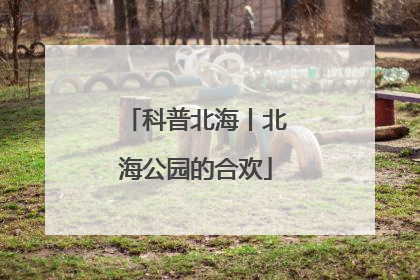 科普北海丨北海公园的合欢