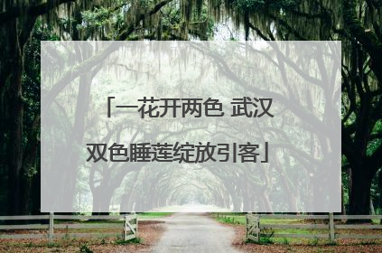 一花开两色 武汉双色睡莲绽放引客