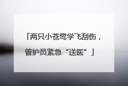 两只小苍鹭学飞刮伤，管护员紧急“送医”