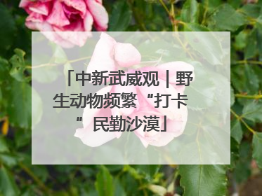 中新武威观｜野生动物频繁“打卡”民勤沙漠
