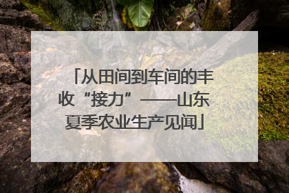 从田间到车间的丰收“接力”——山东夏季农业生产见闻