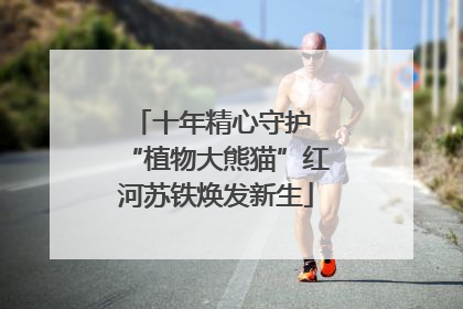 十年精心守护 “植物大熊猫”红河苏铁焕发新生