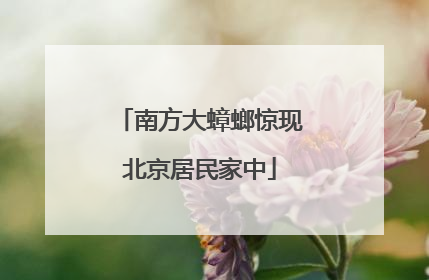 南方大蟑螂惊现北京居民家中