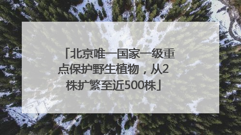 北京唯一国家一级重点保护野生植物，从2株扩繁至近500株