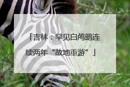 吉林：罕见白鸬鹚连续两年“故地重游”