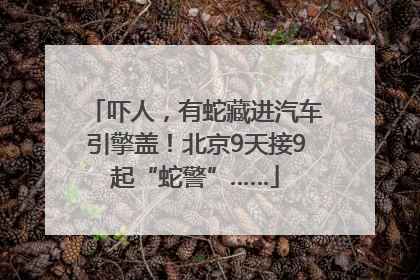 吓人，有蛇藏进汽车引擎盖！北京9天接9起“蛇警”……