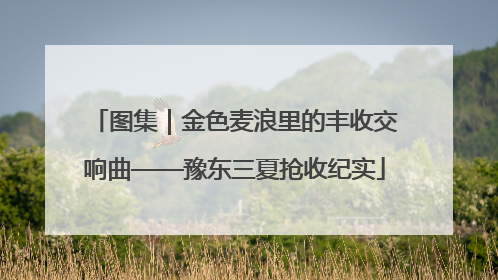 图集｜金色麦浪里的丰收交响曲——豫东三夏抢收纪实