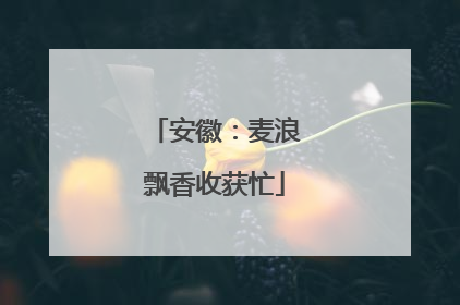 安徽：麦浪飘香收获忙