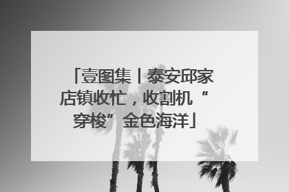 壹图集丨泰安邱家店镇收忙，收割机“穿梭”金色海洋