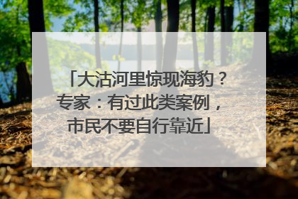 大沽河里惊现海豹？专家：有过此类案例，市民不要自行靠近