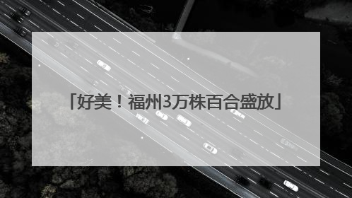 好美！福州3万株百合盛放