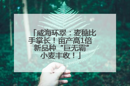 威海环翠：麦穗比手掌长！亩产高1倍 新品种“巨无霸”小麦丰收！