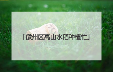 徽州区高山水稻种植忙