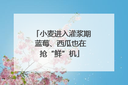 小麦进入灌浆期 蓝莓、西瓜也在抢“鲜”机