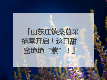 山东庄镇桑葚采摘季开启！这口甜蜜绝绝“紫”！