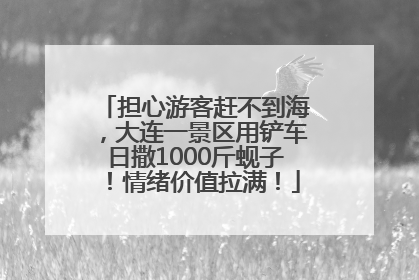 担心游客赶不到海，大连一景区用铲车日撒1000斤蚬子！情绪价值拉满！