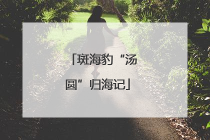 斑海豹“汤圆”归海记