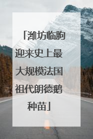 潍坊临朐迎来史上最大规模法国祖代朗德鹅种苗