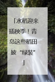 水稻迎来插秧季！青岛这些稻田披“绿装”