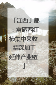 江西于都：富硒西红柿集中采收 精深加工延伸产业链