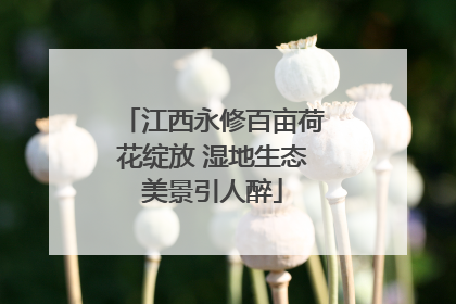 江西永修百亩荷花绽放 湿地生态美景引人醉