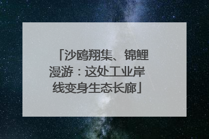 沙鸥翔集、锦鲤漫游：这处工业岸线变身生态长廊
