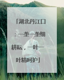 湖北丹江口：一垄一垄细耕耘，一叶一叶精呵护