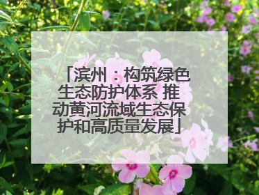 滨州：构筑绿色生态防护体系 推动黄河流域生态保护和高质量发展