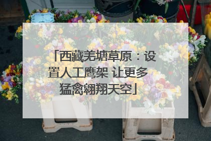 西藏羌塘草原：设置人工鹰架 让更多猛禽翱翔天空