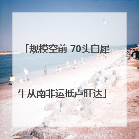规模空前 70头白犀牛从南非运抵卢旺达
