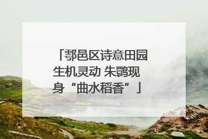 鄠邑区诗意田园生机灵动 朱鹮现身“曲水稻香”
