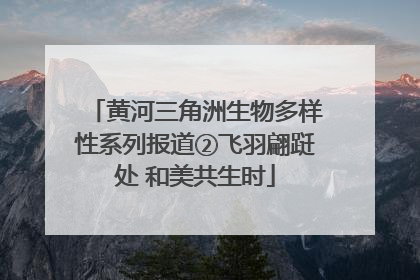 黄河三角洲生物多样性系列报道②飞羽翩跹处 和美共生时