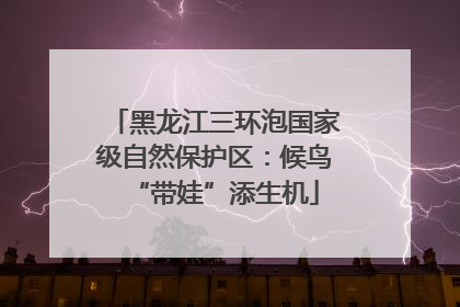 黑龙江三环泡国家级自然保护区：候鸟“带娃”添生机