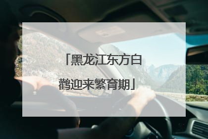 黑龙江东方白鹳迎来繁育期