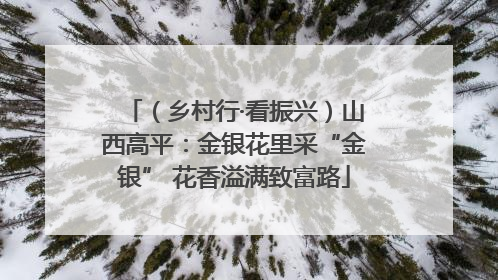 （乡村行·看振兴）山西高平：金银花里采“金银” 花香溢满致富路
