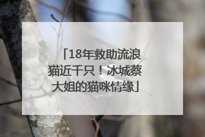 18年救助流浪猫近千只！冰城蔡大姐的猫咪情缘