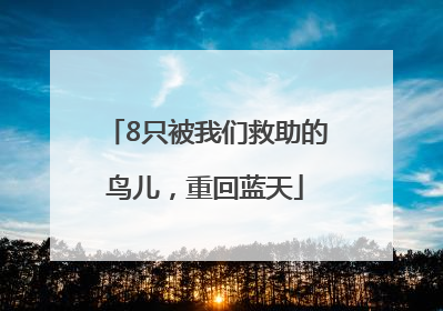 8只被我们救助的鸟儿，重回蓝天